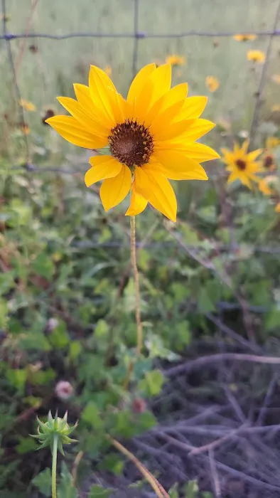 Aranama RV Park of Goliad Picture 3