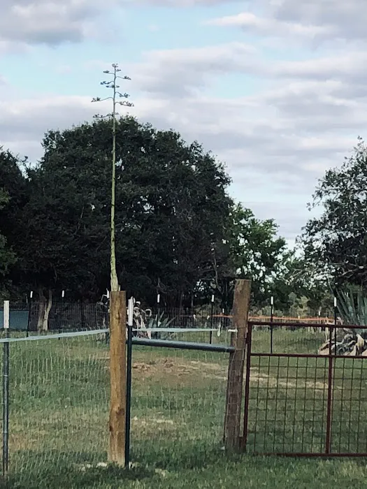 Encino Grande RV Park Picture 5