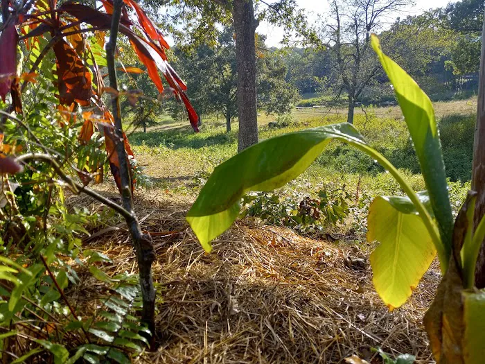 Ouachita Campground at Edendell Picture 10