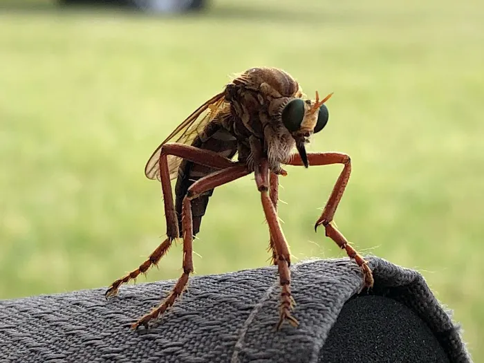 Flying Cow Ranch Picture 4