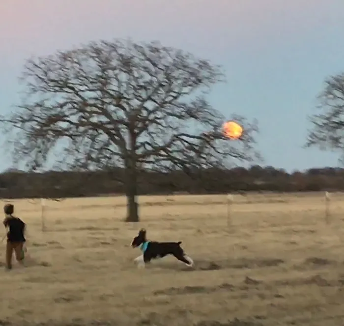 Flying Cow Ranch Picture 1