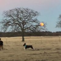 Flying Cow Ranch ico