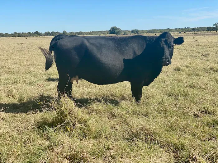 Flying Cow Ranch Picture 2