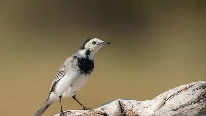 Rosehill RV Park Picture 6