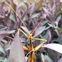 Rockfield RV Park ico