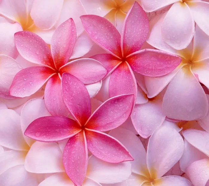 Tyler Place Mobile Home and RV Park Picture 2