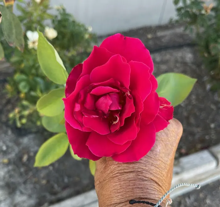 The Texas Rose RV Park Picture 4