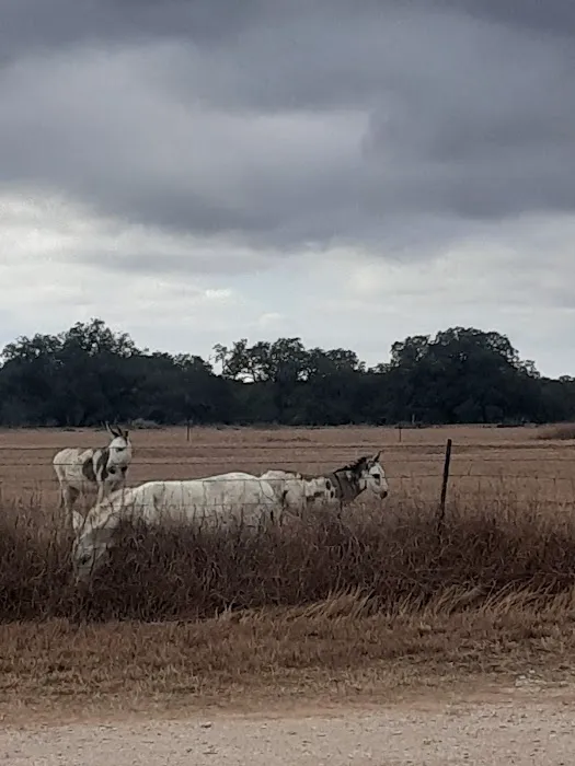 Twin Oaks RV Park Picture 2