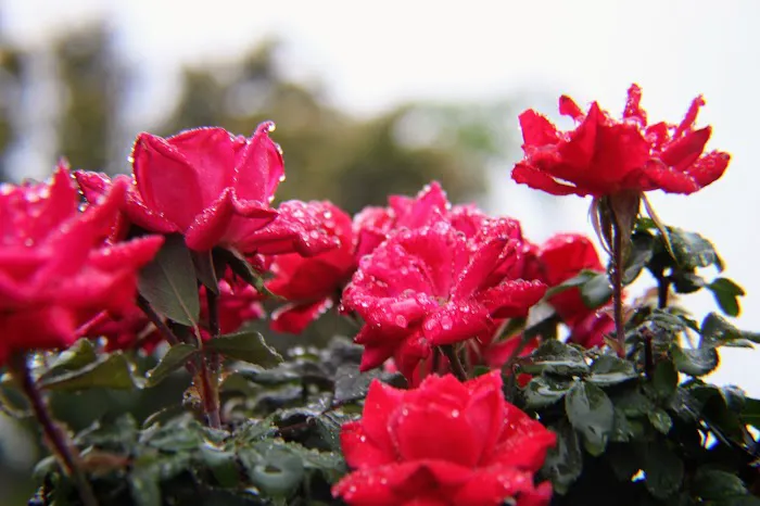 Toepperwein City View RV Park Picture 6