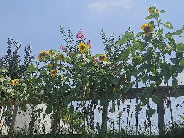 Toepperwein City View RV Park Picture 7