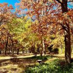 Rolling Stone Stables and RV Park