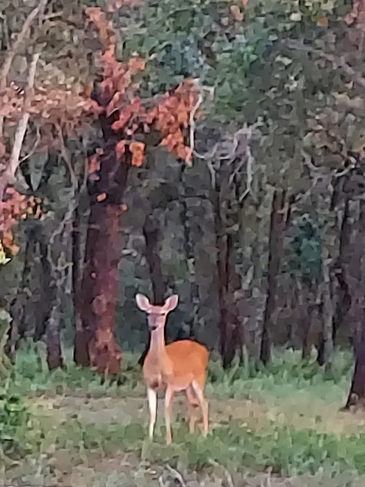 Classy Hitches RV Park Picture 4