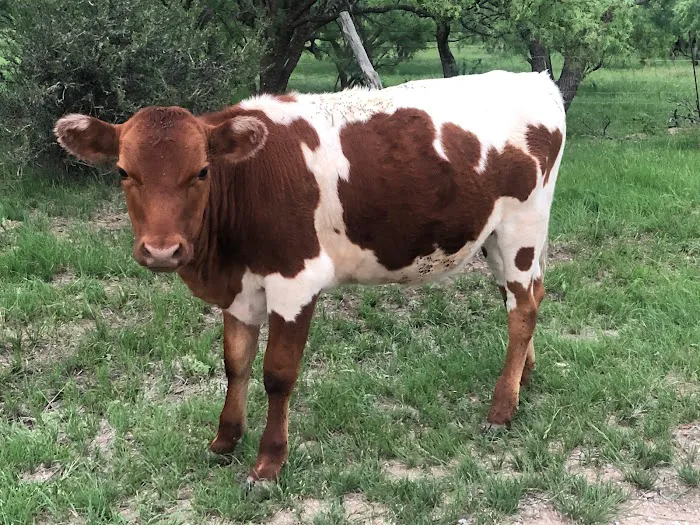 Double B RV Park Picture 9