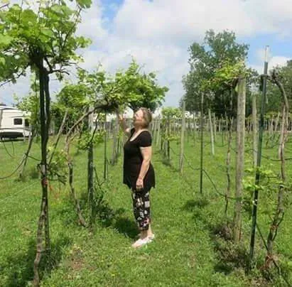 Primrose Farm RV & Camping Picture 3