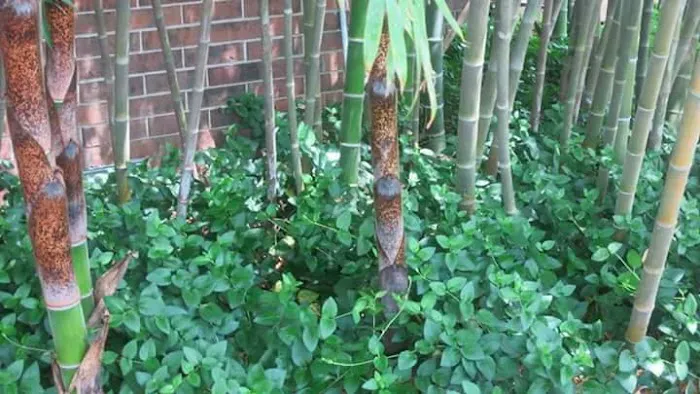 Primrose Farm RV & Camping Picture 6