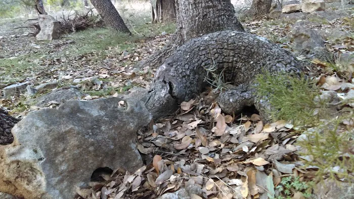 Canyon Lake Rv Park Picture 5