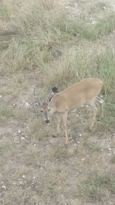 Northshore RV Park and Resort Picture 10