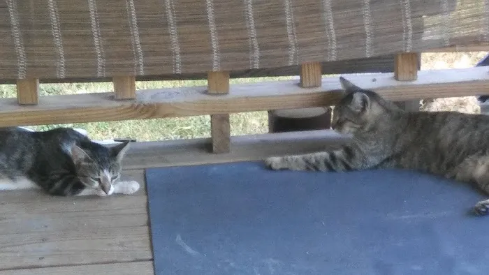 McMullen Mobile Home Park Picture 3