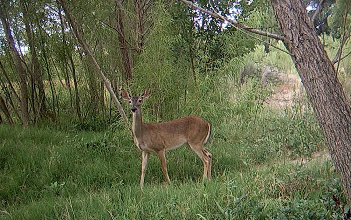 Hidden Valley RV Park Picture 4