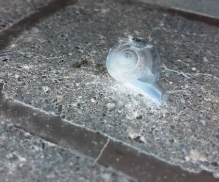 Neumayer MHP Yukon, LLC