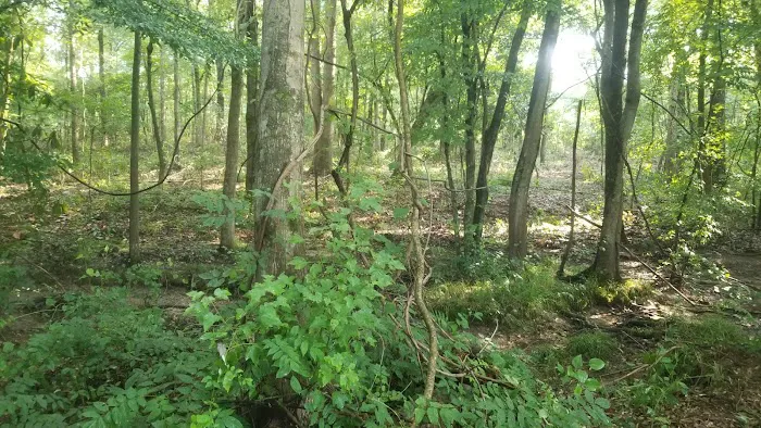 Pinewood Properties & Rv Park Picture 6