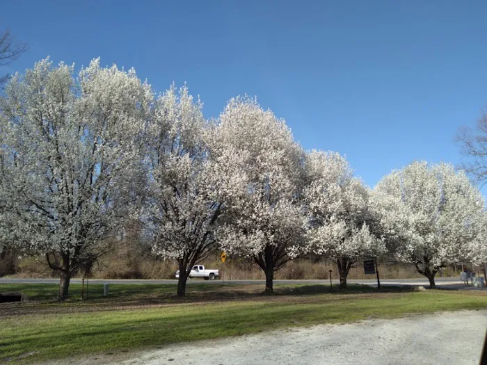 Pinewood Properties & Rv Park Picture 4