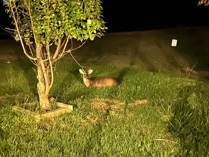 Buffalo Gap RV Park Picture 4