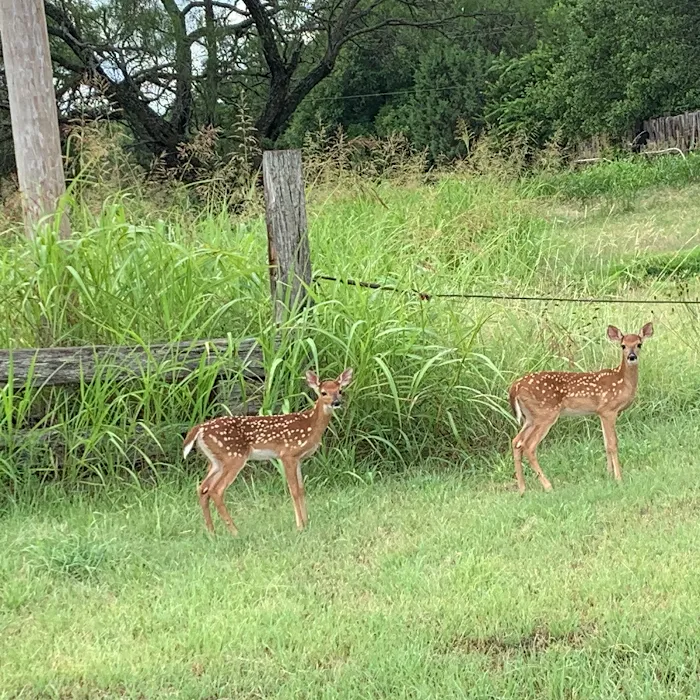 Buffalo Gap RV Park Picture 10