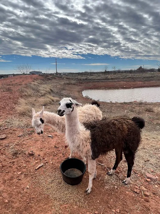 Aviator RV Park Picture 8