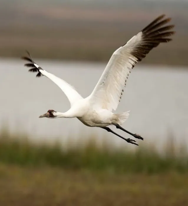 Texas Coast RV Resorts Picture 1