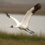 Texas Coast RV Resorts