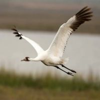 Texas Coast RV Resorts ico