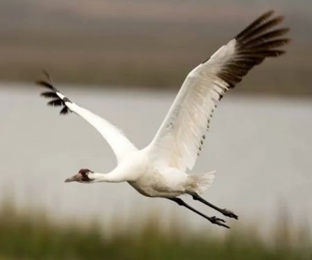 Texas Coast RV Resorts