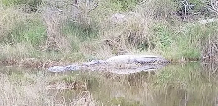 Texas Coast RV Resorts Picture 6