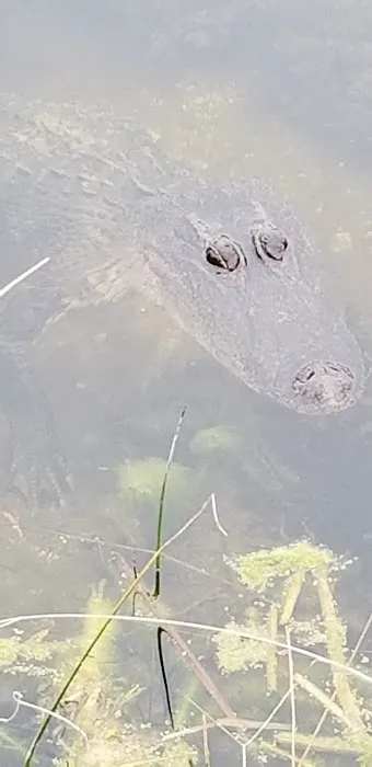 Texas Coast RV Resorts Picture 5