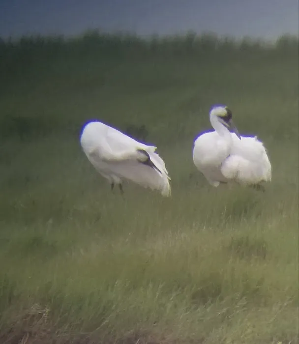 Texas Coast RV Resorts Picture 9