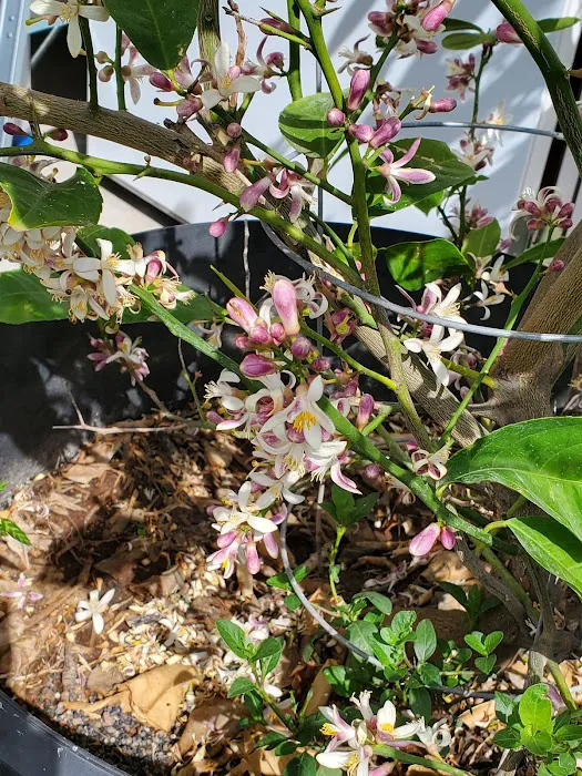 Cactus Ridge RV Ranch (Park) Picture 10