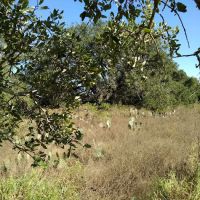 Devine Trailer Park ico