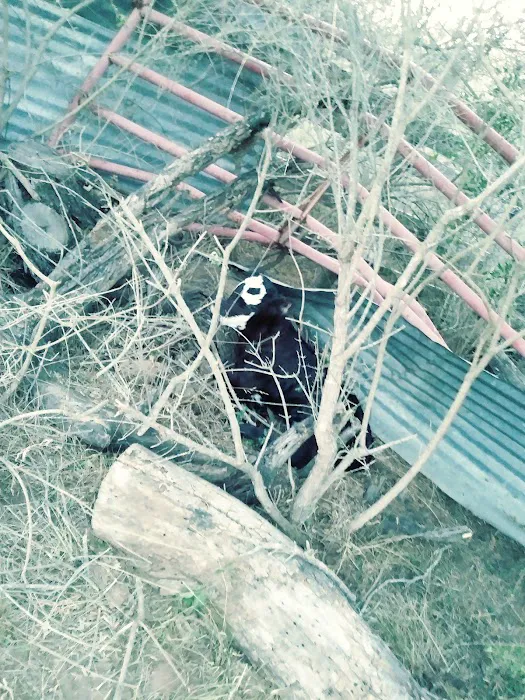 Devine RV Park Picture 6