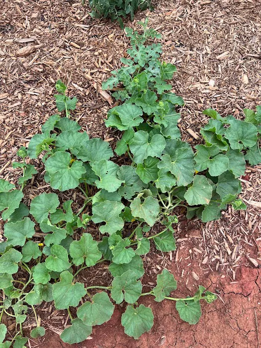 Holiday Roads RV Park Picture 4