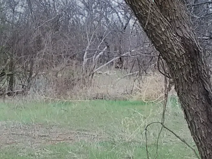 Big Tree Mobile Home Park Picture 3