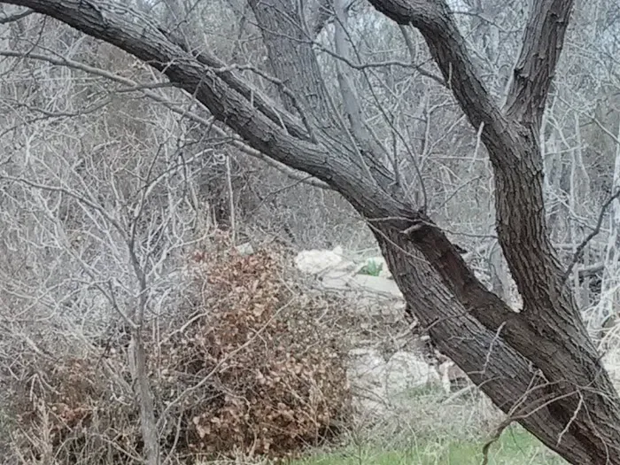 Big Tree Mobile Home Park Picture 4