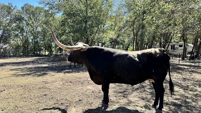 Bending Oaks Ranch RV Resort Picture 3