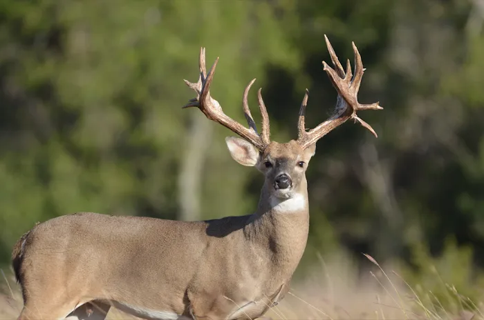 Hill Country RV Park Picture 3
