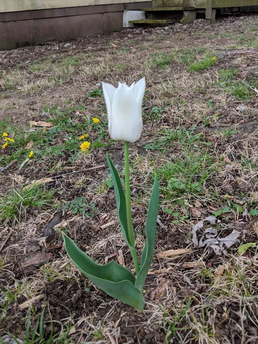 Ruff Mobile Home Park Picture 2