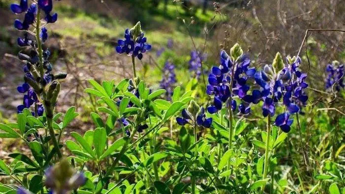 Lost Resort Ranch Picture 5