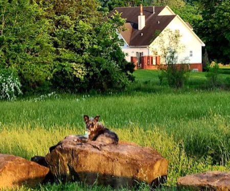 Cowpatty Campground And RV Park Fayetteville Arkansas