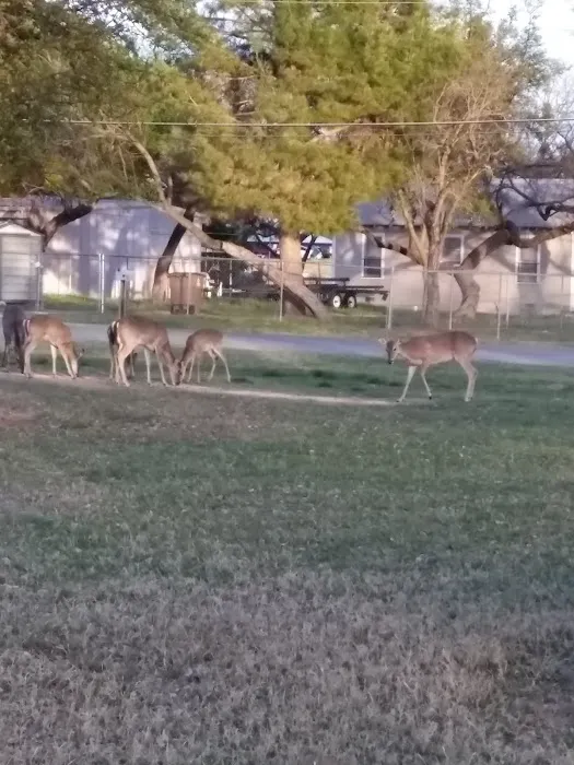 Brown's Trailer Park Picture 4