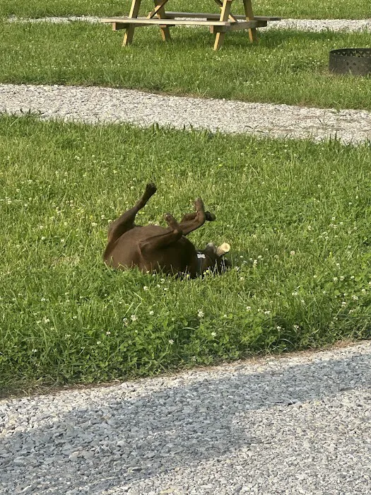 Kingston Trails RV Park Picture 7