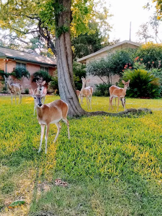 San Pedro Mobile Home Park Picture 4